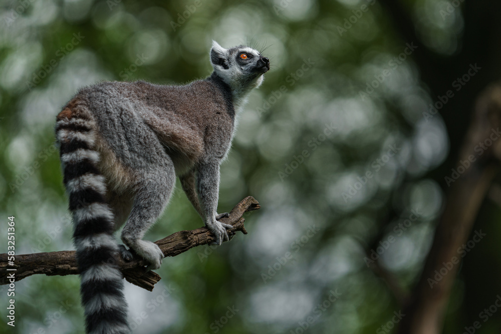 Fototapeta premium Ring-tailed lemur