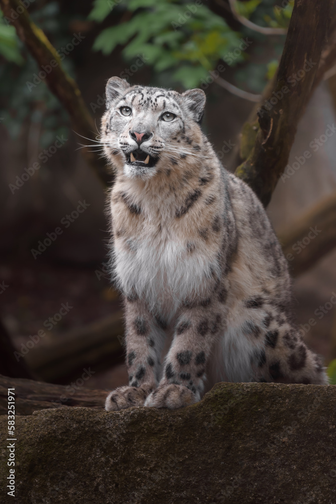 Snow leopard (Irbis) Snow leopard (Irbis)