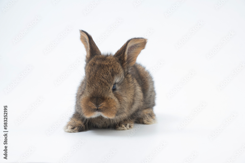Obraz premium Fluffy rabbit in a basket with easter eggs isolated on white. Easter Bunnies.
