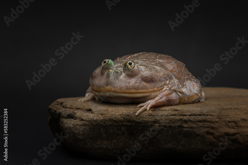 Budgett's frog resting on flat rock. Funny amphibian on dark background. Exotic pet in studio. Lepidobatrachus laevis portrait. High quality horizontal photo photo