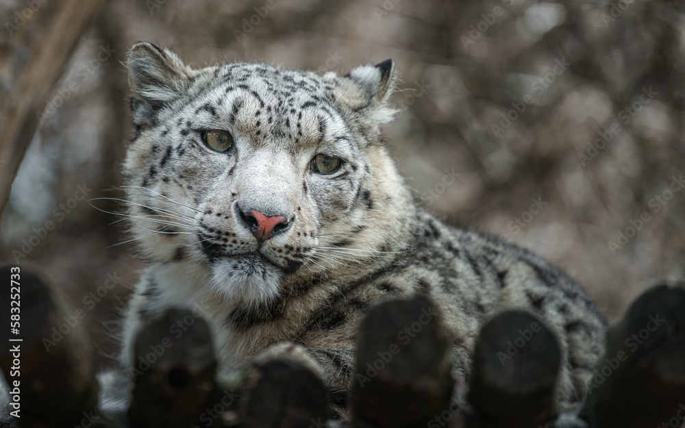 Snow leopard (Irbis) Snow leopard (Irbis)