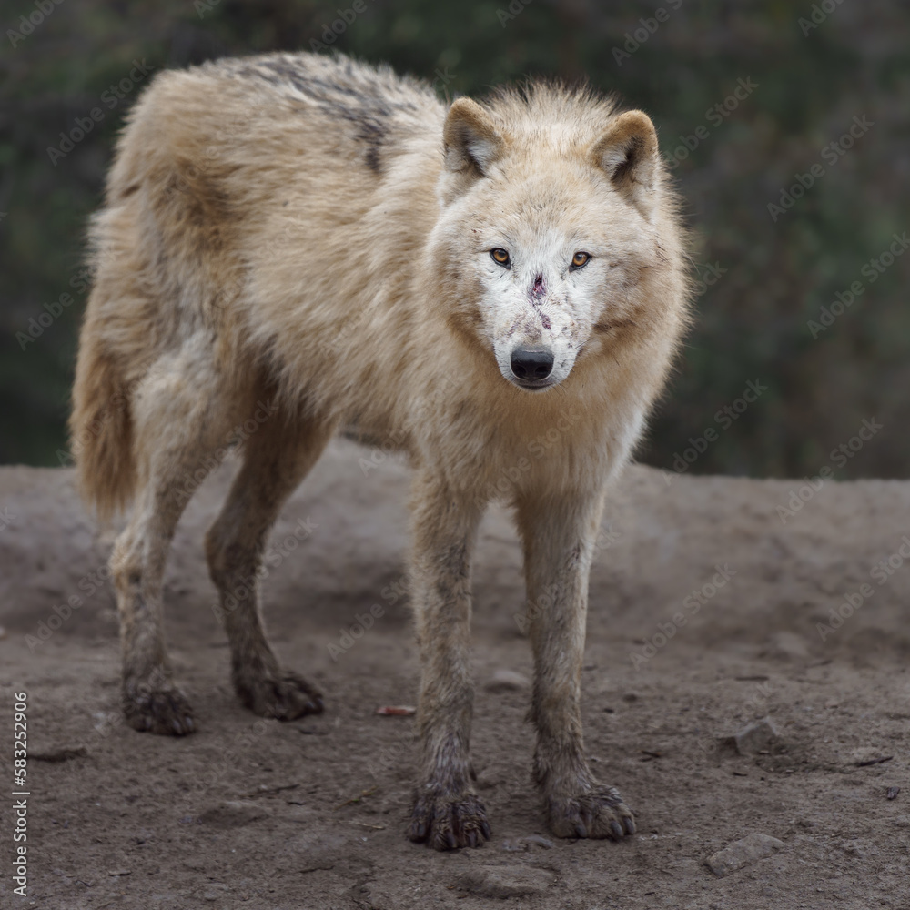 Arctic wolf Arctic wolf