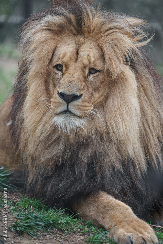 Cape lion