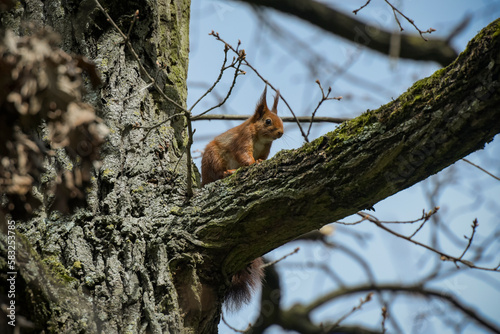 View on a red squirrel on a tree in a park