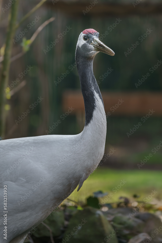 Red-crowned crane