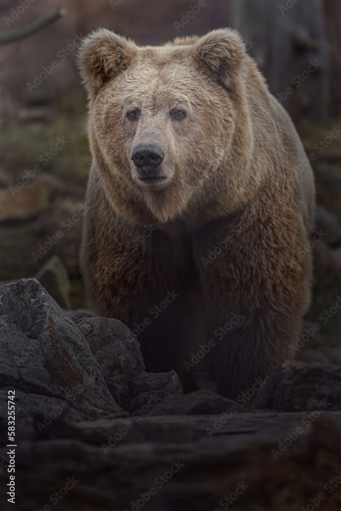 Himalayan Brown Bear