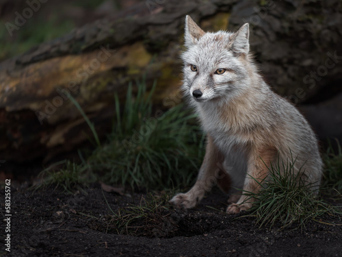 Fototapeta Naklejka Na Ścianę i Meble -  Corsac fox