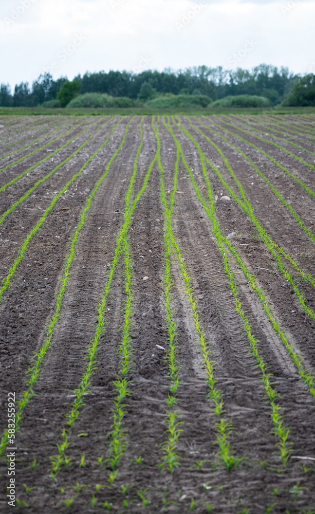 Corn emerging in the field. Small corn plants, saturated green in color. Moist and fertile soil in the field.