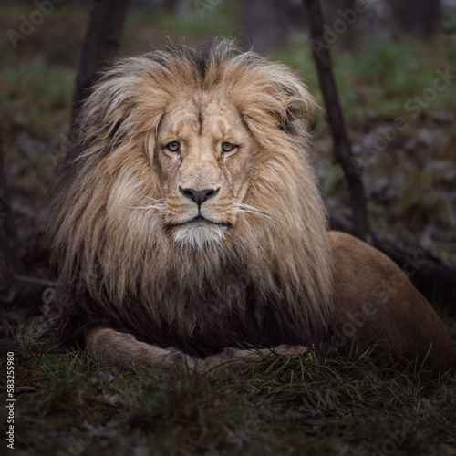 Katanga Lion © Josef