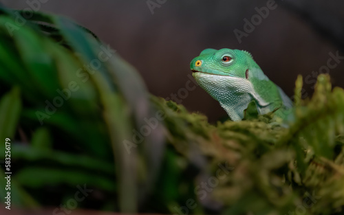 Fiji banded iguana