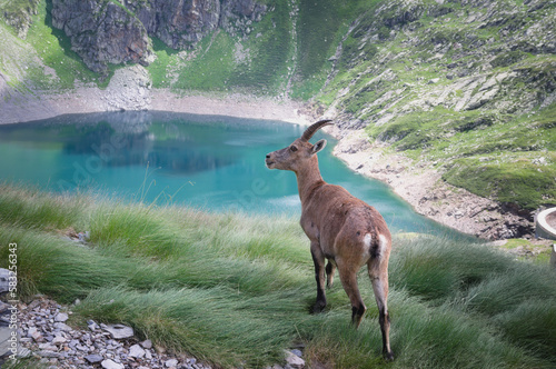 Alpine ibex (Capra ibex). In the background the lake Lago del Diavolo, Orobie ( Bergamo Alps ), Italy