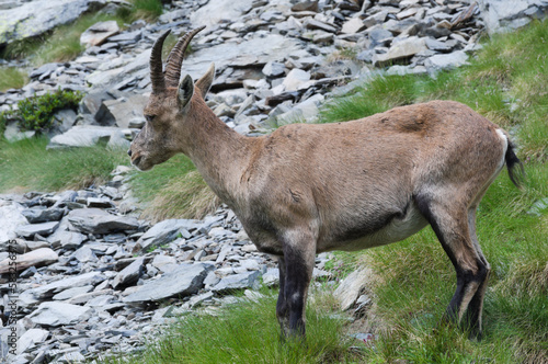 Alpine ibex (Capra ibex) near a mountain cree