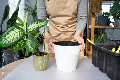 Repotting a home plant Dieffenbachia Tropic Snow into a new pot in home interior in a double pot with automatic watering. Caring for a potted plant, close-up