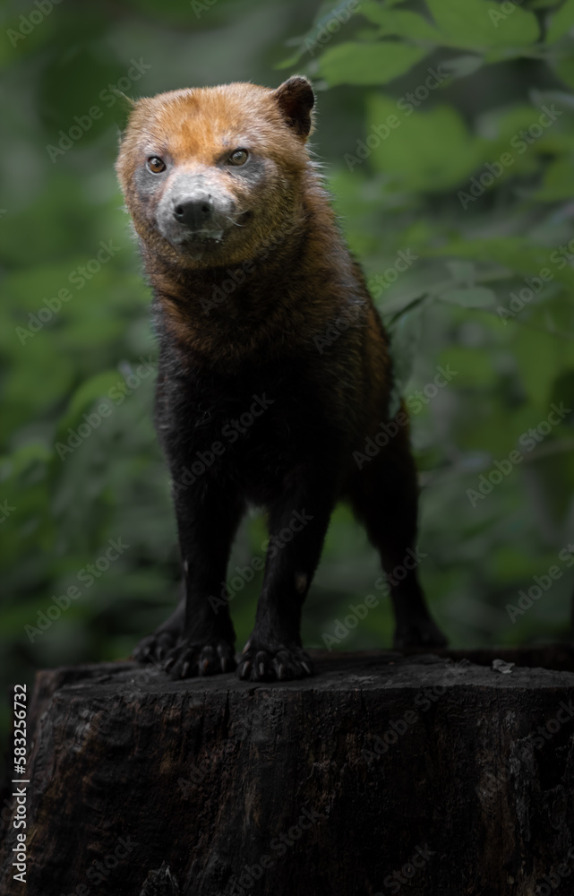 Bush dog Bush dog