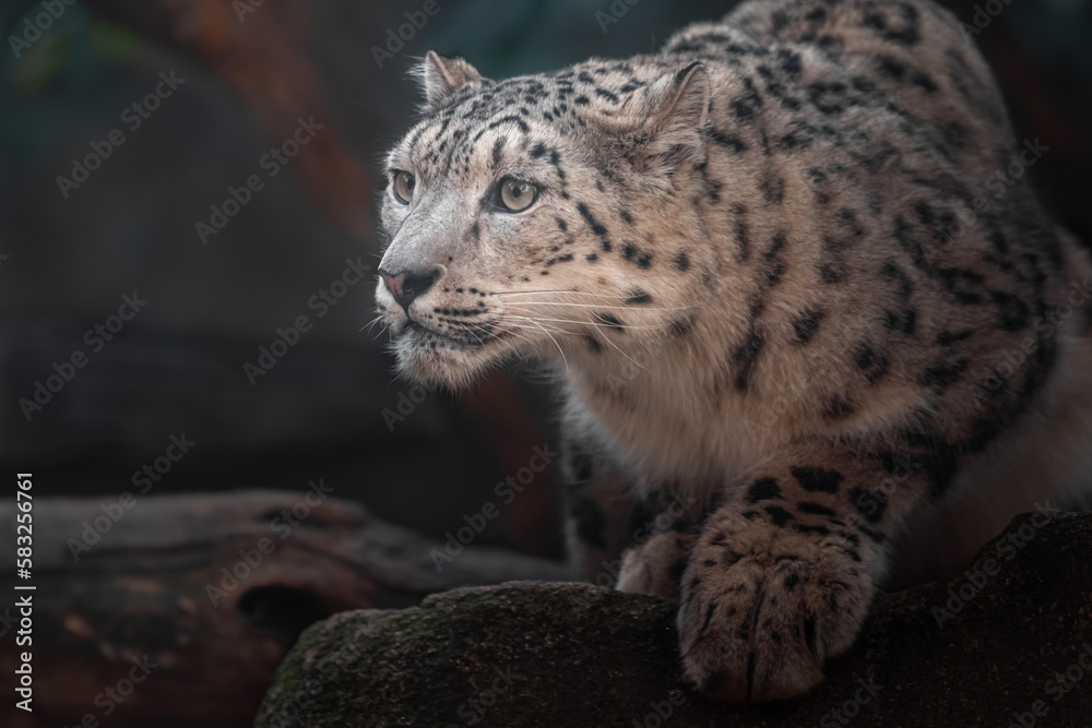 Fototapeta premium Snow leopard (Irbis)