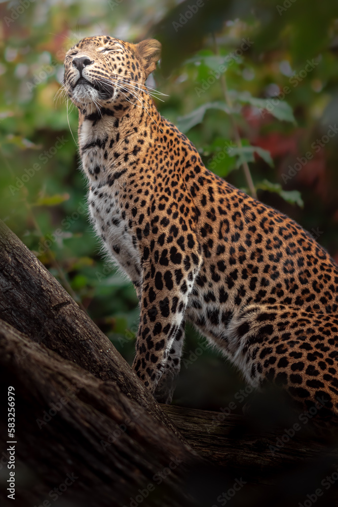 Sri Lankan leopard Sri Lankan leopard