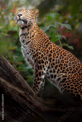 Sri Lankan leopard