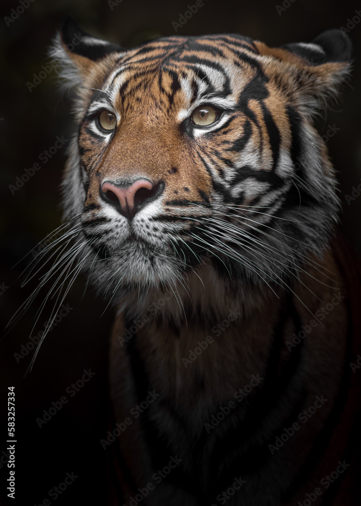 Sumatran tiger