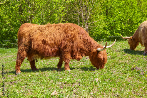 Beautiful Galloway cattle on pasture, in Bavaria, Germany.