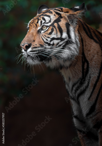 Sumatran tiger