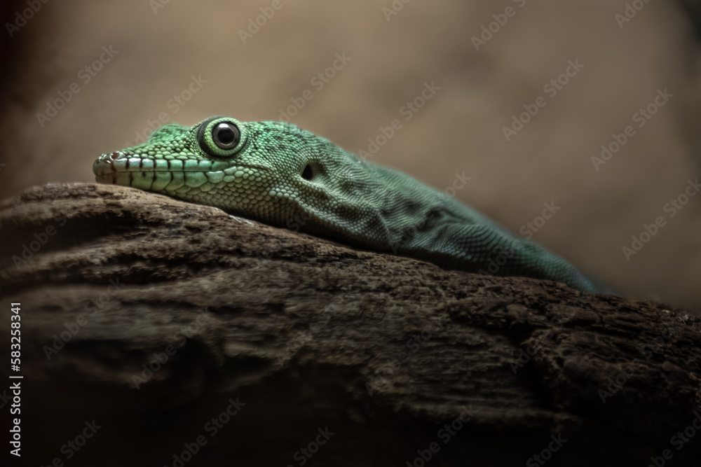 Naklejka premium Phelsuma standingi