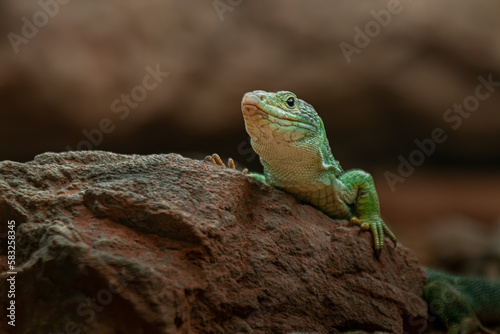 Ocellated lizard