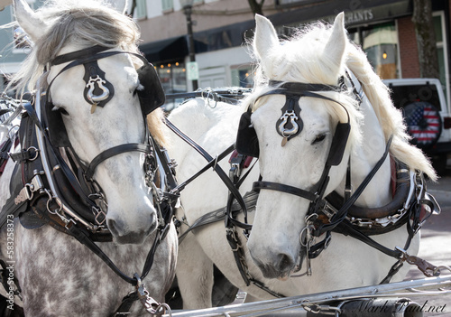Percheron Draft Horses; white
