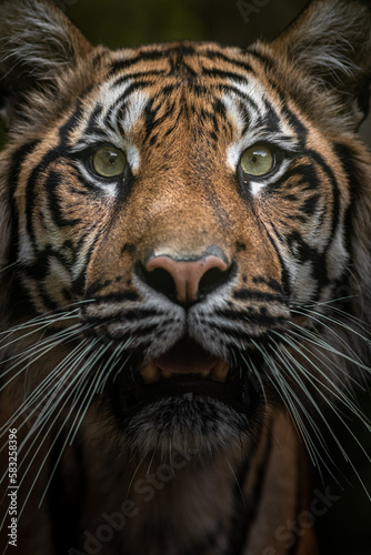 Sumatran tiger © Josef