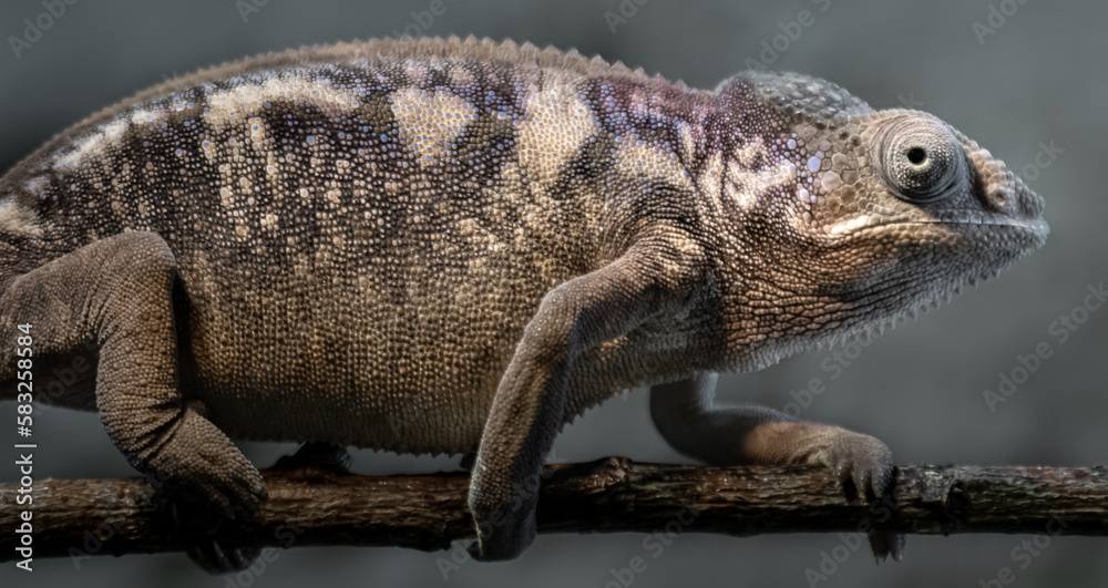 Panther chameleon Panther chameleon