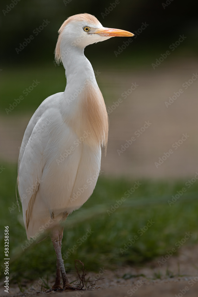 Cattle egret Cattle egret