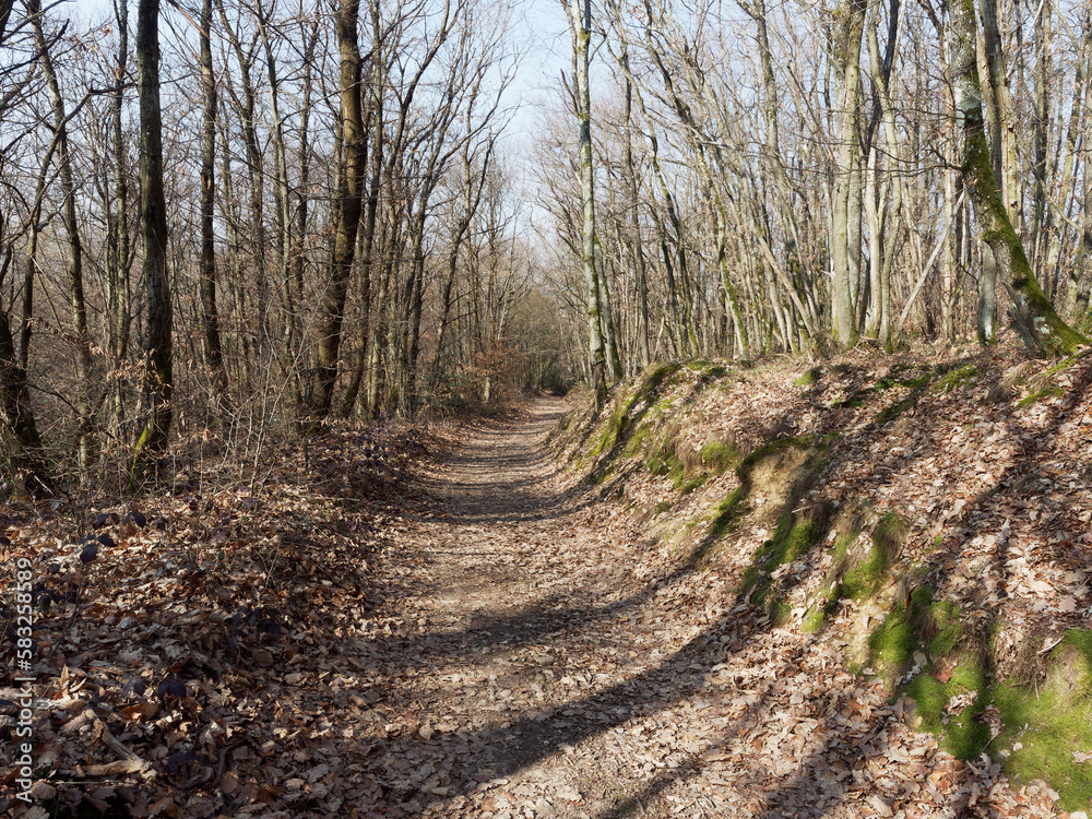 Forest path near Lyon, France, in early march, bright spring day just before the forest starts greening Forest path near Lyon, France, in early march, bright spring day just before the forest starts greening