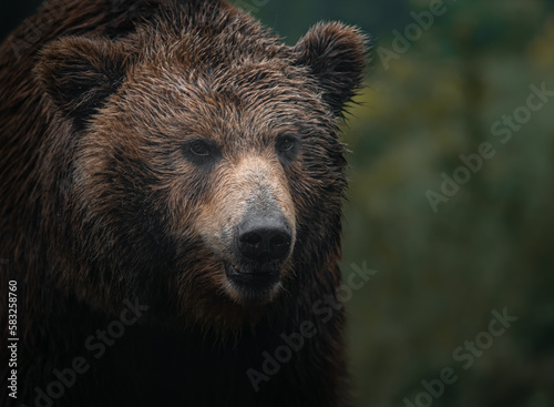Kamchatka brown bear © Josef