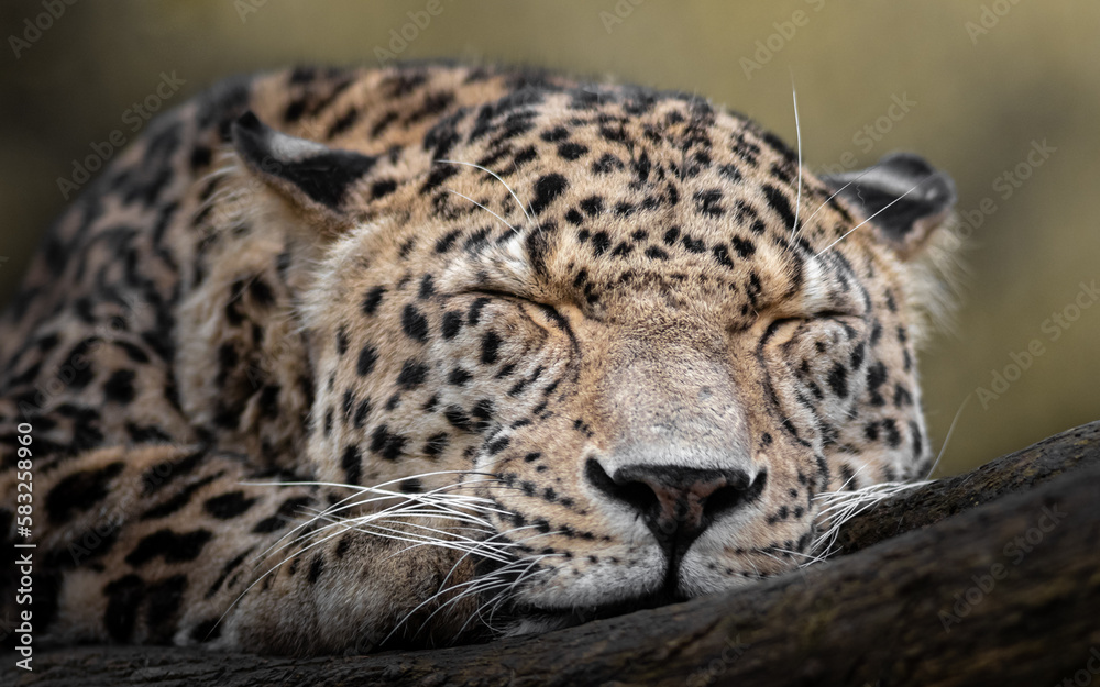 Persian leopard Persian leopard