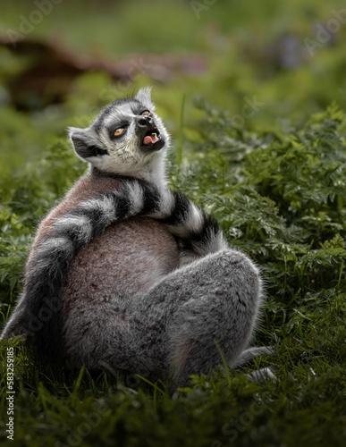 Ring-tailed lemur