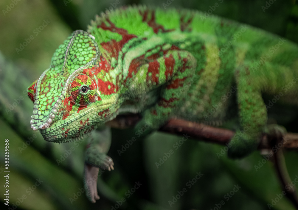 Panther chameleon Panther chameleon