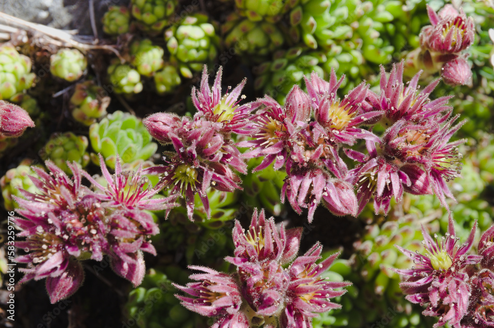 Cobweb house-leek ( scientific name: Sempervivum montanum ) Cobweb house-leek ( scientific name: Sempervivum montanum )