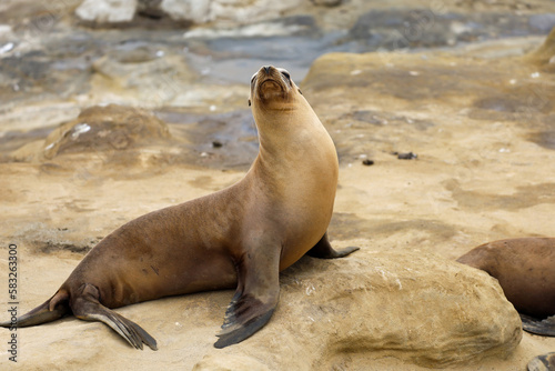 A California female sea lion chilling on a rock. La Jolla Cove, California. photo