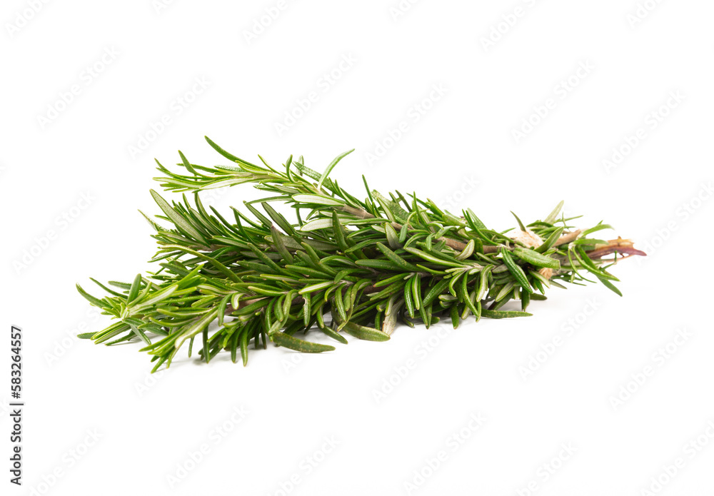 Rosemary isolated on white background. Fresh bouquet of rosemary. Spices and herbs. Rosemary isolated on white background. Fresh bouquet of rosemary. Spices and herbs.