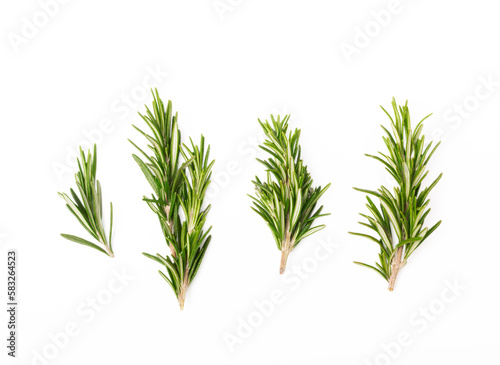 Rosemary isolated on white background. Fresh bouquet of rosemary. Spices and herbs.