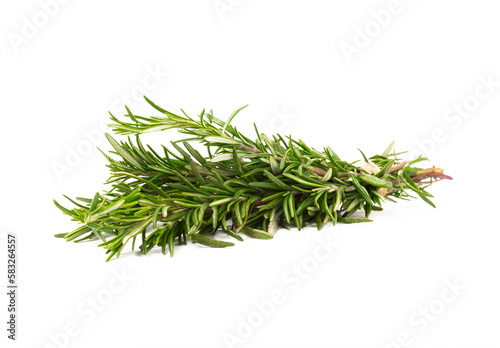 Rosemary isolated on white background. Fresh bouquet of rosemary. Spices and herbs.