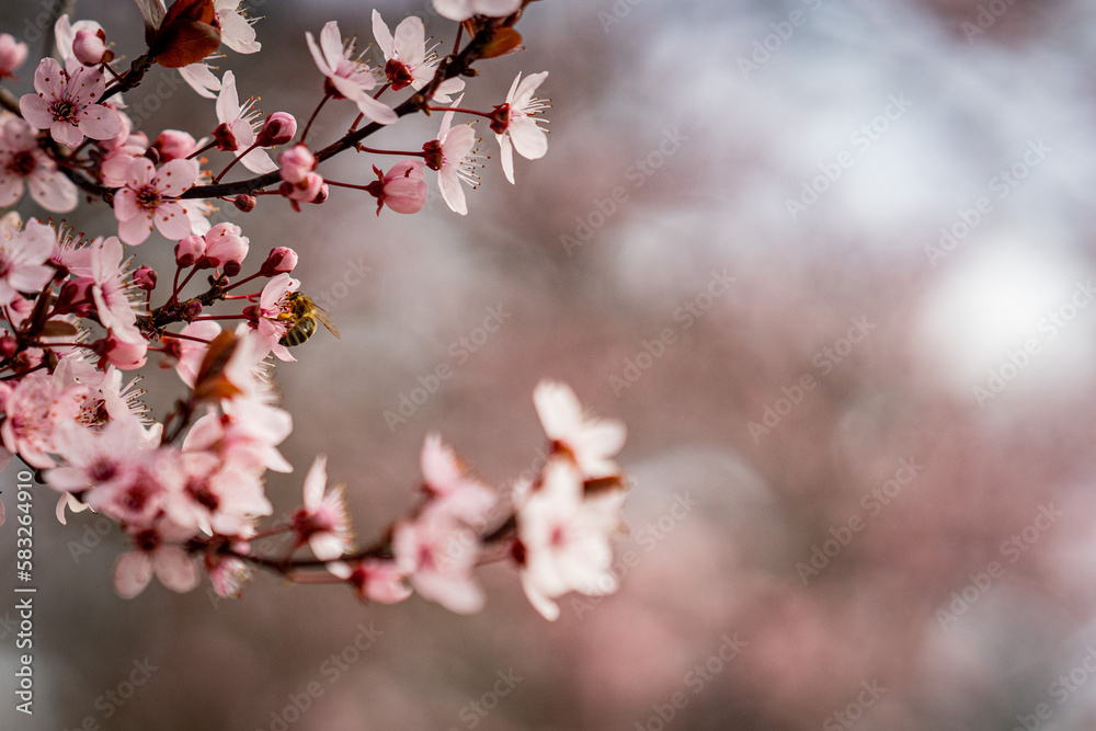 Fototapeta premium Spring flower