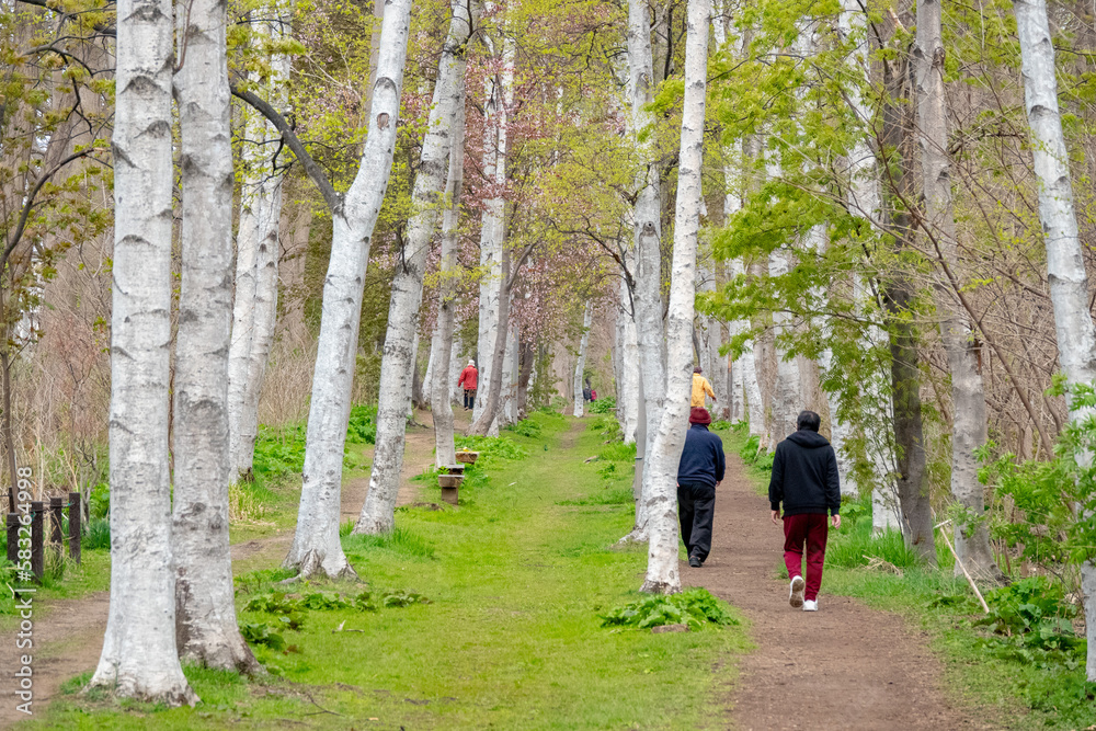 屯田防風林の白樺並木（北海道札幌市北区）
