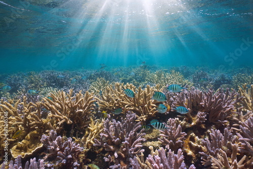 Fototapeta Naklejka Na Ścianę i Meble -  Sunlight underwater on a coral reef with fish in the Pacific ocean (Acropora coral and scissortail sergeant fish), New Caledonia, Oceania