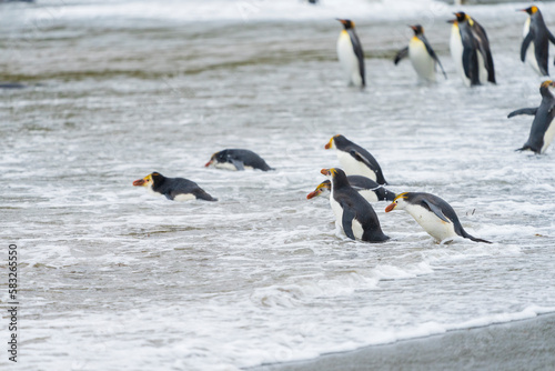 Royal penguins on the beach