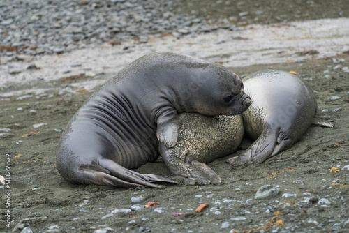 Young elephant seals on the beach