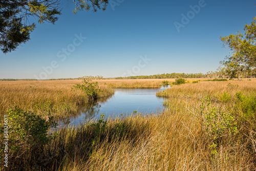 Fototapeta Naklejka Na Ścianę i Meble -  What is Florida sawgrass?
Image result for Florida Sawgrass
Sawgrass (Cladium jamaicense) is not a “true” grass, but actually a member of the sedge family, characterized by sharp teeth along the edges