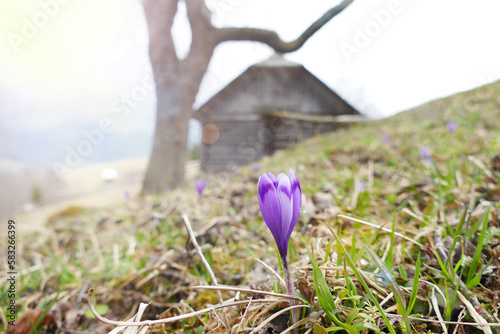 White blossoming crocuses growing in spring. Spring flower. Season plant photo