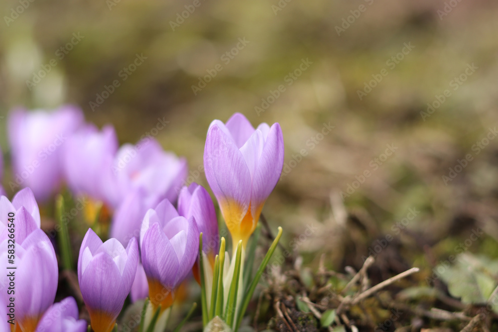 Fresh purple crocuses in the garden. Fresh purple crocuses in the garden.