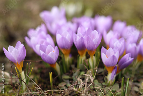 Bright purple crocuses in the garden.