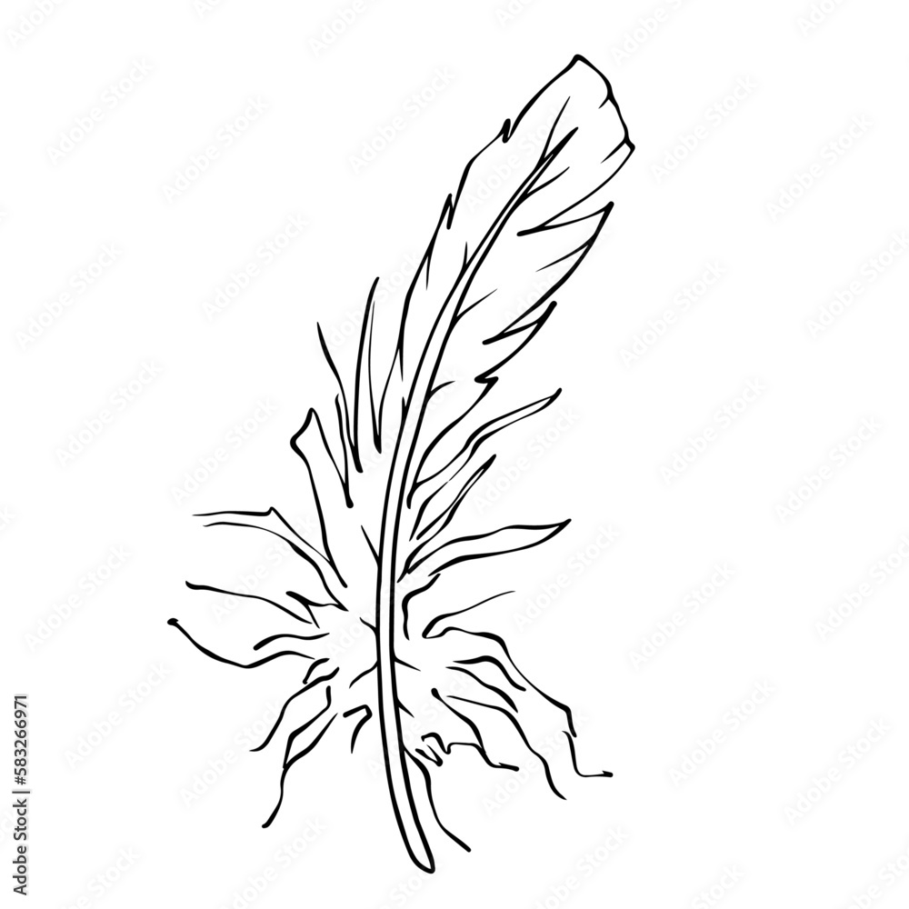 Obraz premium Linear sketch, bird feather coloring. Vector graphics.